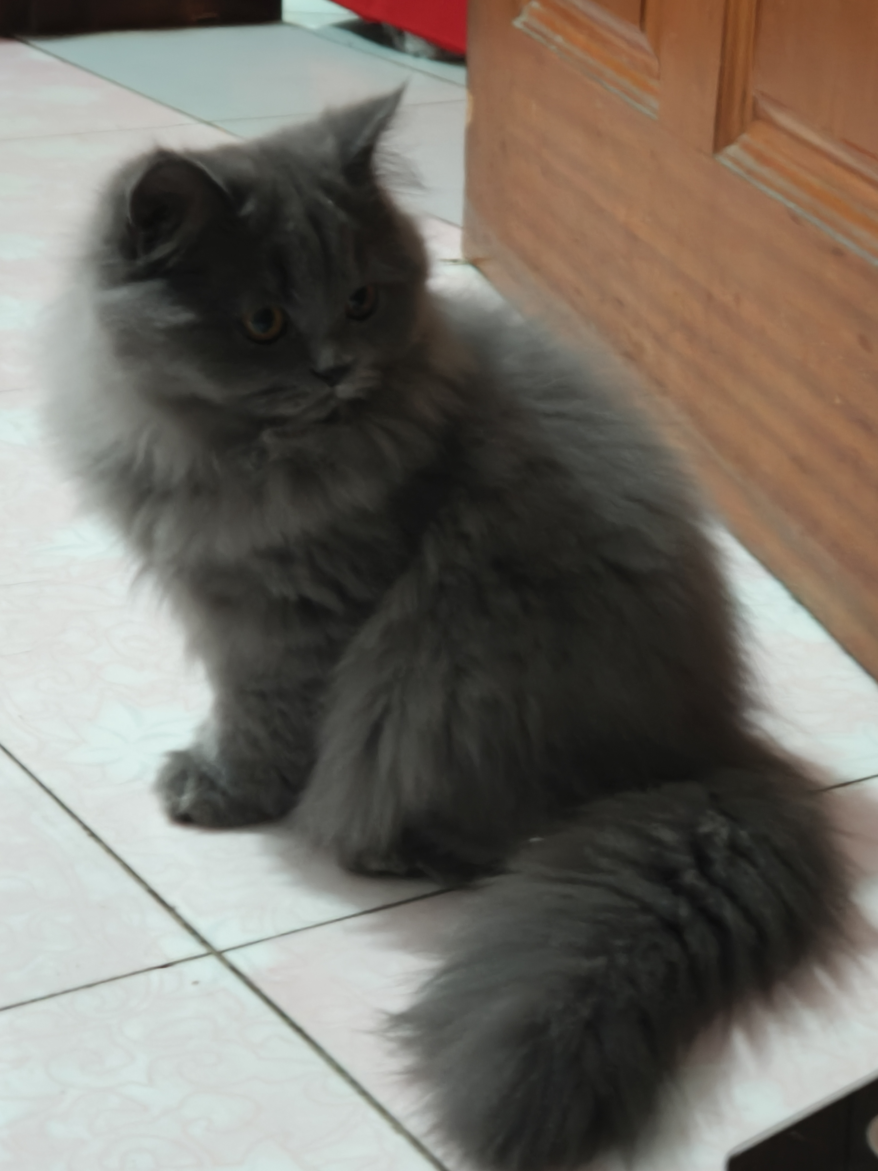 蓝猫高地妹妹，五个月喜欢的联系！